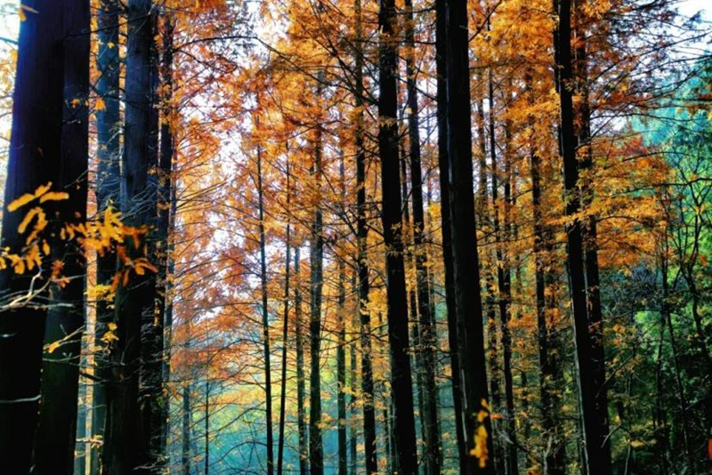 图片7-国家植物园.png 图片7-国家植物园.png