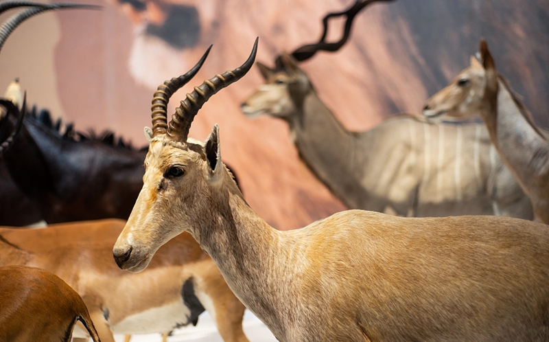 国家动物博物馆.jpg 国家动物博物馆.jpg